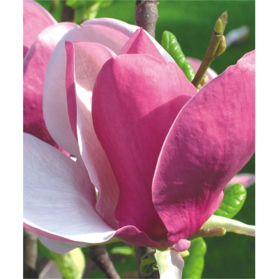 Magnolia pośrednia LENNEI  art nr 657D
